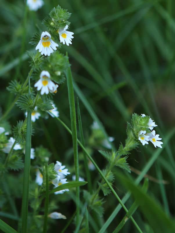 n_0823-augentrost (euphrasia officinalis)76.jpg